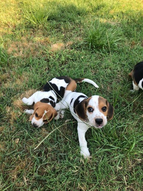  5 magnifiques chiots Beagle m&acirc;les 550 30360 Ners
