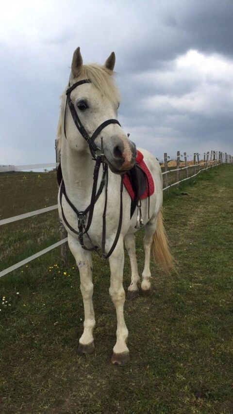Cheval arabe 3000 70130 Fresne-saint-mams