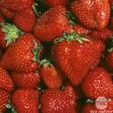 25 plants de fraisiers ostara 8 Dgagnac (46)