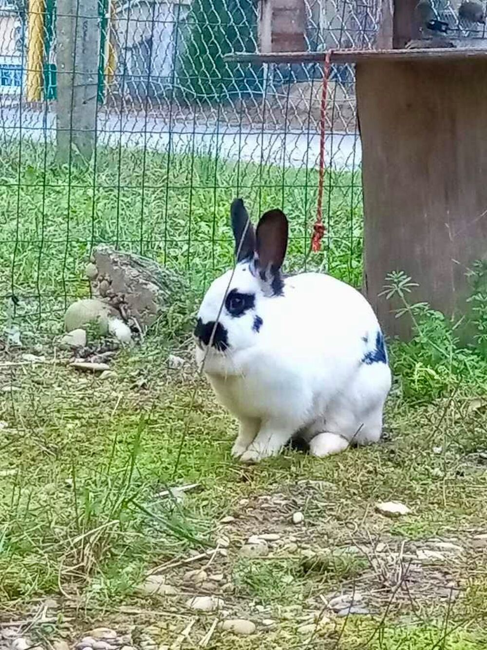   Lapin SMURF à l adoption 
