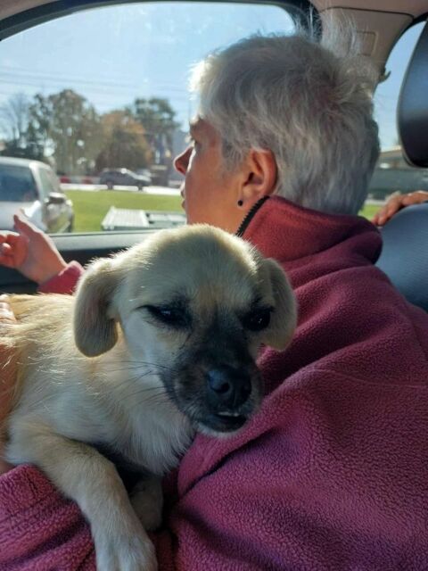 Laora à l'adoption 300 84000 Avignon