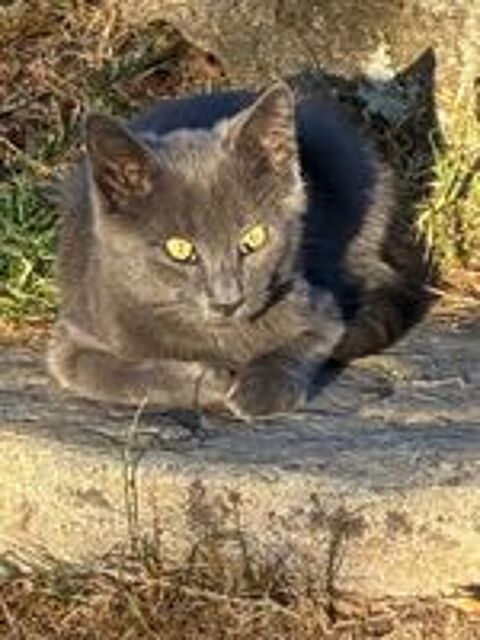   Association place chatons sous contrat 