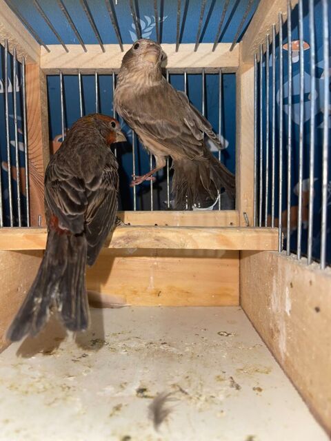 Roselin du Mexique 25 80190 Curchy