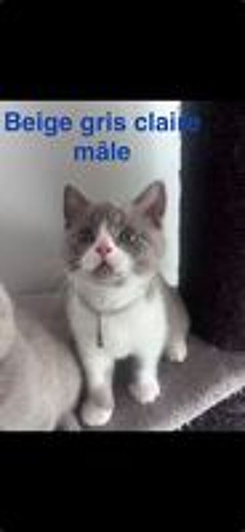   Scottish Fold ou straight Shorthair PAYEMENT EN 2 fois possible 