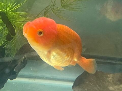 poisson japonais Ranchu 30 94400 Vitry-sur-seine