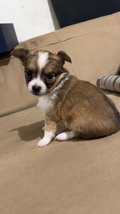 Adorable petit chihuahua 0 80130 Friville-escarbotin