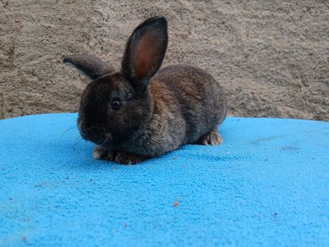 Lapin nain femelle 30 49190 Rochefort-sur-loire