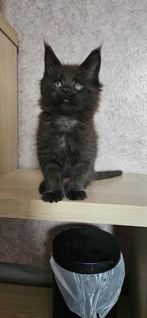 Chaton maine coon loof 1500 77640 Jouarre