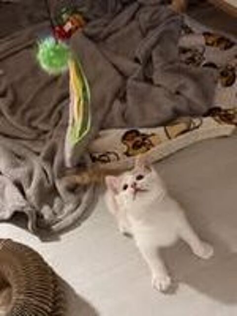   Chat CARAMEL à l adoption 