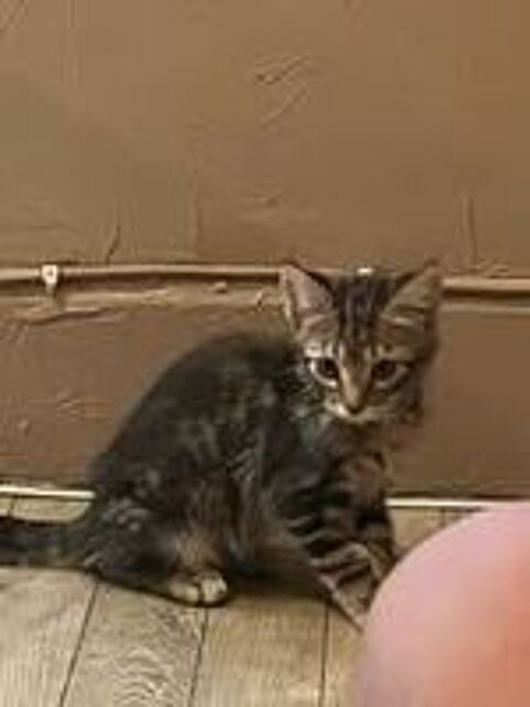   Chat PORTHOS à l adoption 