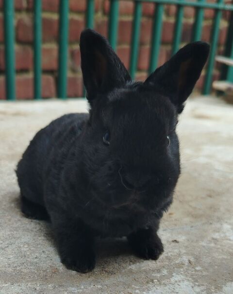 Lapin nain Rex  50 62113 Sailly-labourse