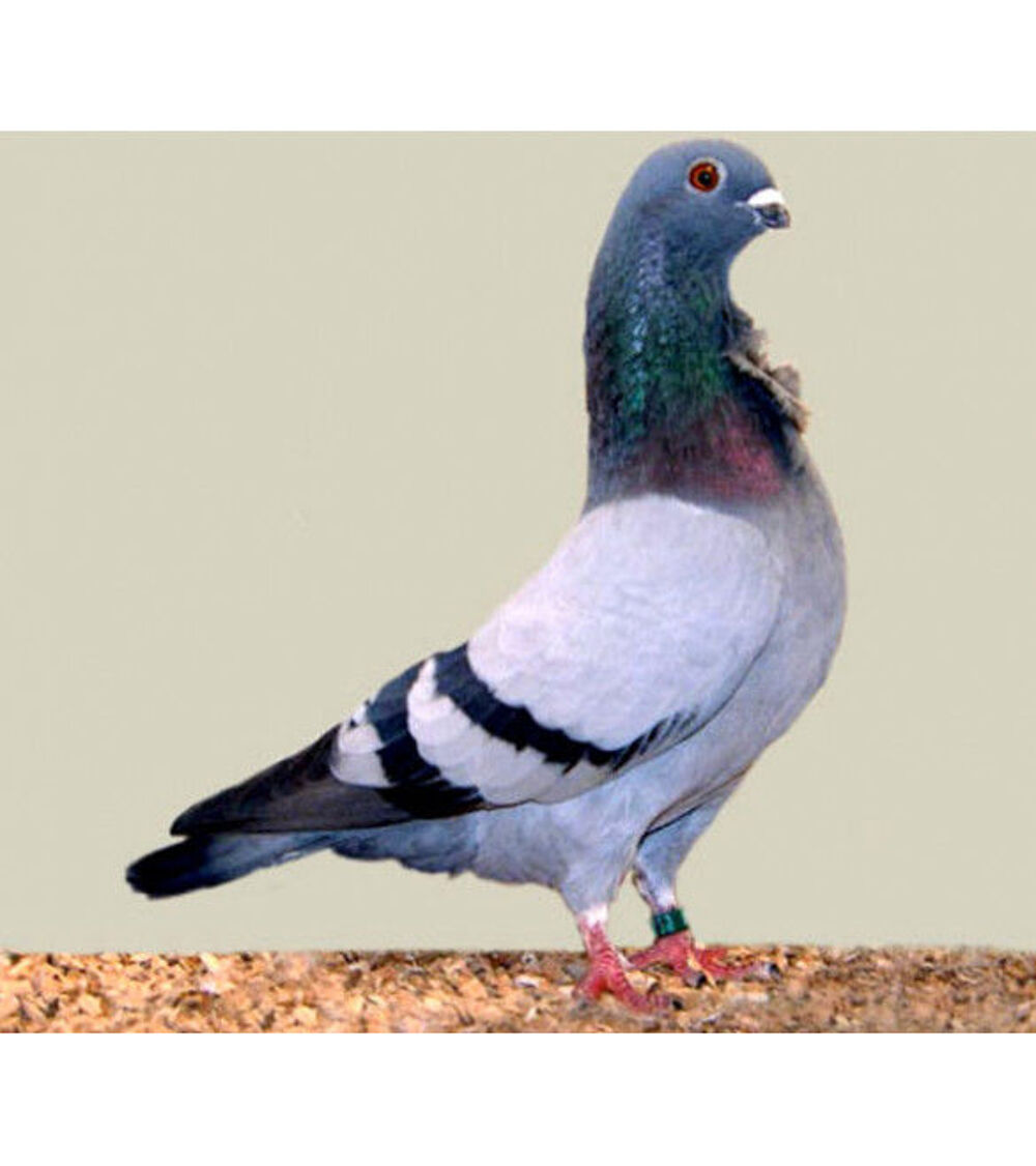    PIGEON CRAVATES BLEUS 