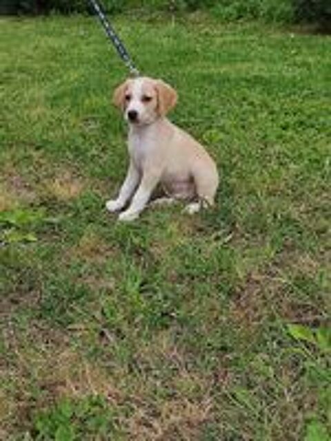   Saillie chien  