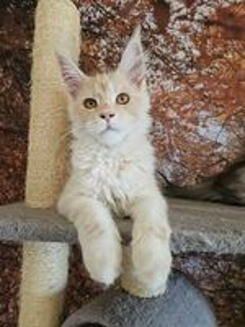   Chaton Maine Coon LOOF. Femelle Roux  