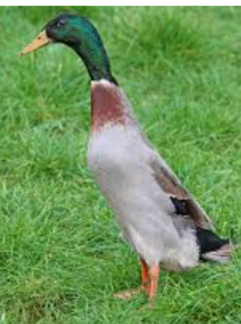 Canards coureurs indiens males d'ornement 10 47140 Dausse