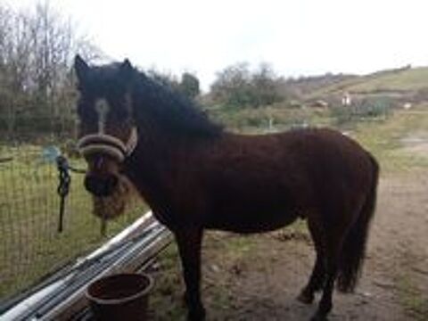   Poney  