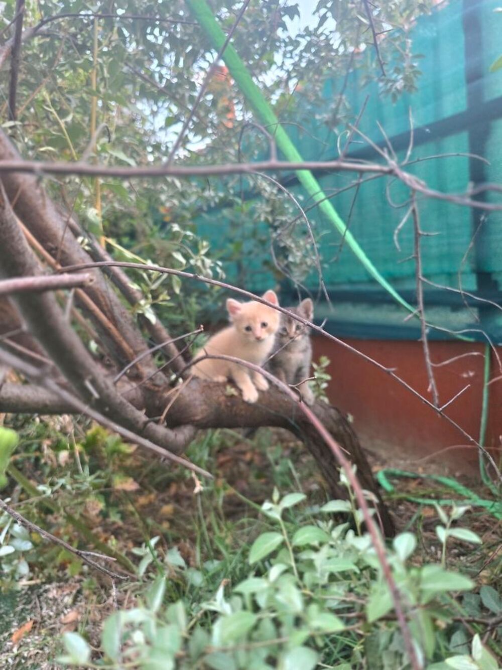   Chatons  