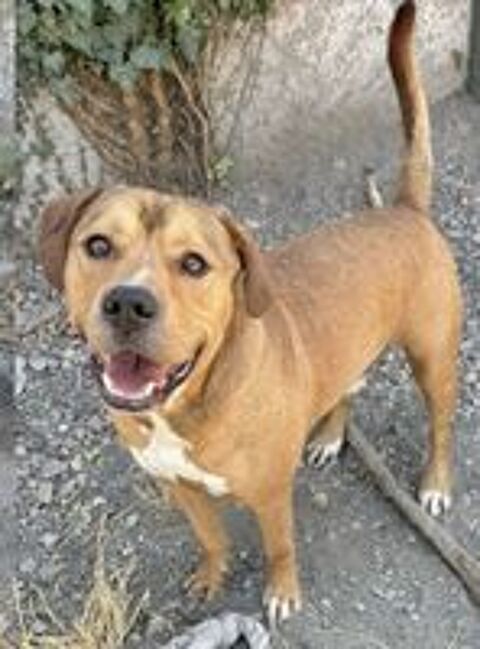   BAMBIN, croisé labrador, 1 an  