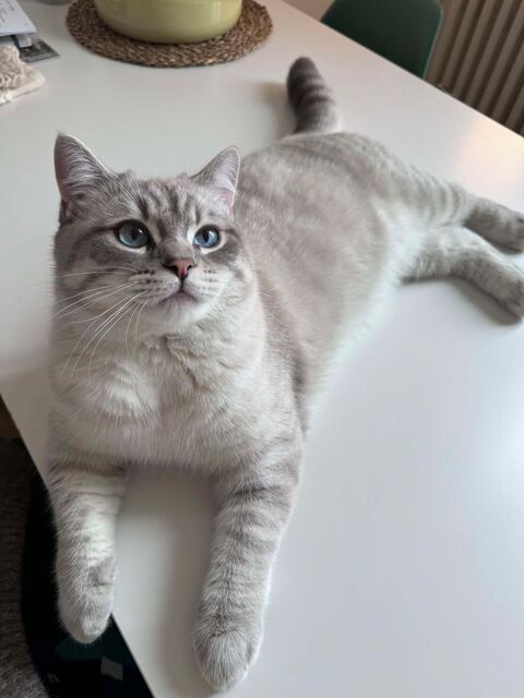 &Agrave; l'adoption : Patapouf, un jeune chat adorable et plein de charme 180 92700 Colombes