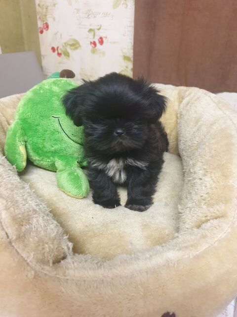 SPLENDIDES SHIH TZU  MÂLES NOIR BLEUTÉ A RÉSERVER.. 660 86400 Civray