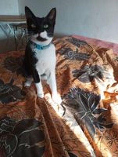   Cherche Famille d'Accueil sur Marseille pour gentille chatte 
