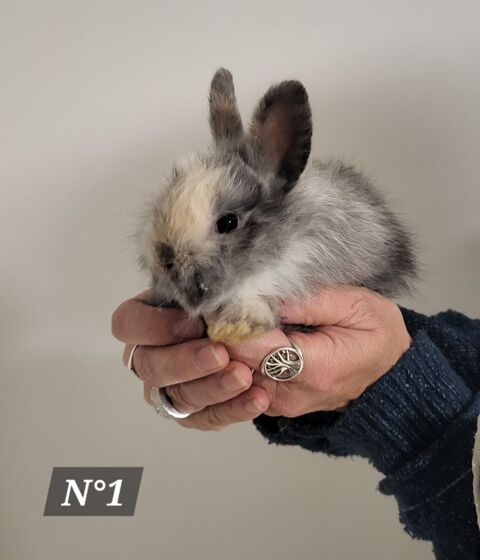 6 b&eacute;b&eacute;s lapin nain sevr&eacute;s 10 49000 Angers