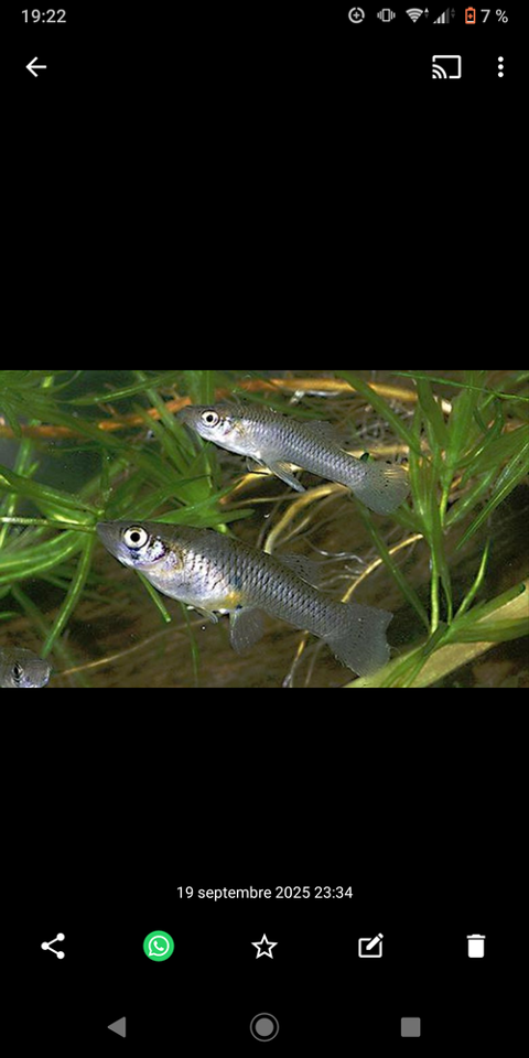 Don de guppy 0 69330 Meyzieu