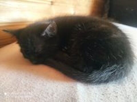   Petite chatte noire  