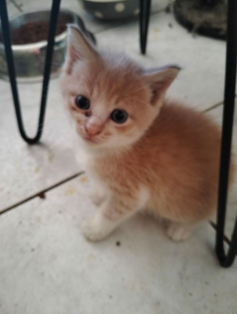   DONNE CHATON 