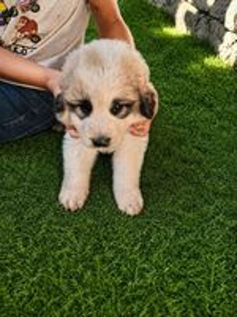   Chiot montagne des Pyrénées  