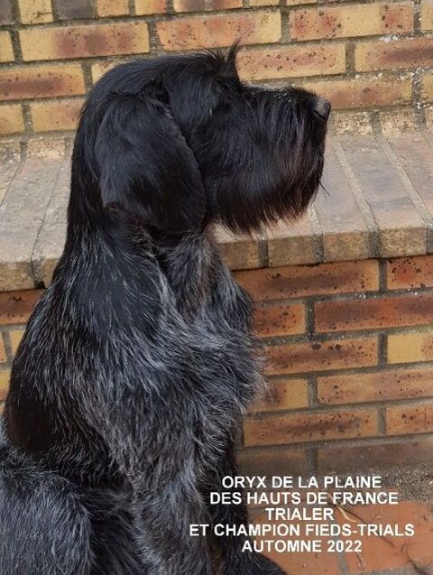  1 chiot DRAHTHAAR male marron dispo 10 juil 1200 62920 Chocques