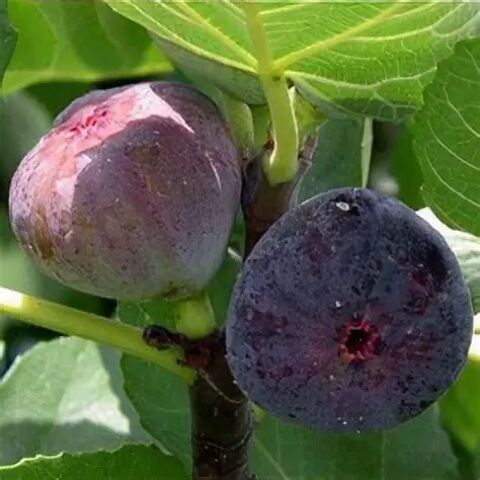   Grosses figues violettes à cueillir sur l'arbre 