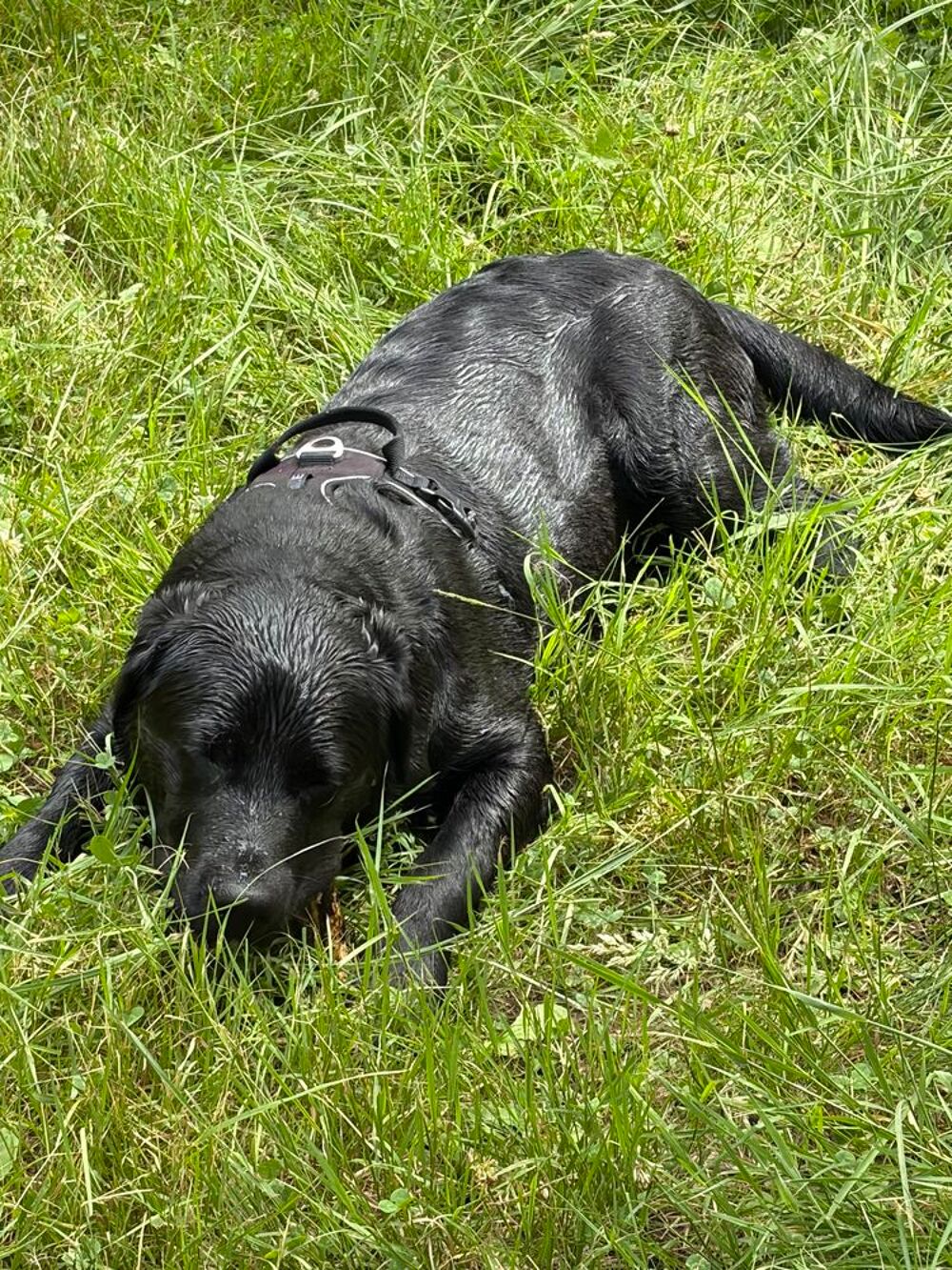   jeune labrador lof de 9 mois  