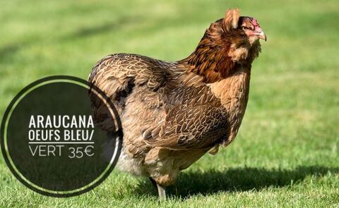 Poules ornements 40 races et couleurs variées 1 47400 Tonneins