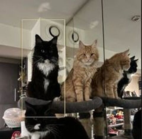   Maine Coon 