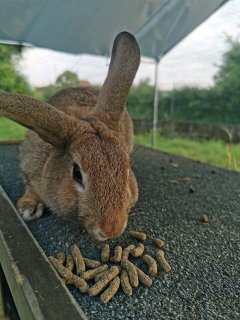NAOS, magnifique lapin Rex  adopter via l'association UMA 18210 Bessais-le-fromental