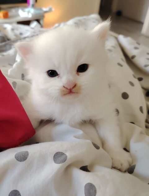 Chaton sib&eacute;rien blanc aux yeux bleus 1600 53000 Laval