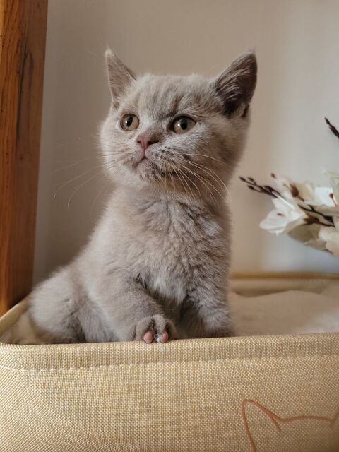 Chaton british shorthair 990 59230 Saint-amand-les-eaux