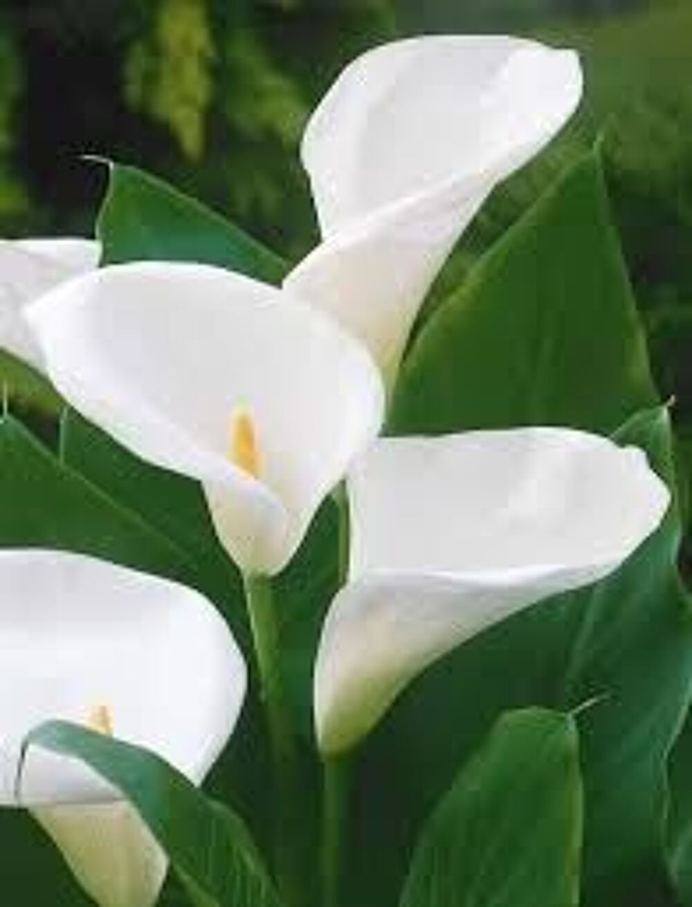 Plants d'arum blanc Jardin