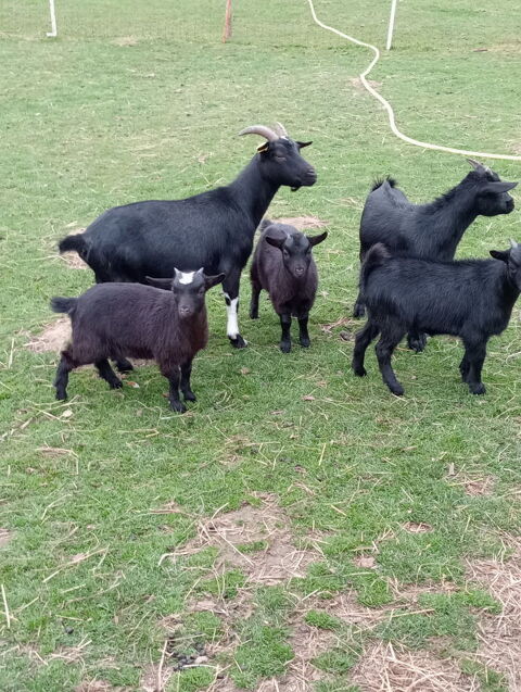 Bonjour je des ch&egrave;vres 80 76270 Saint-germain-sur-eaulne