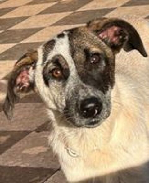   JACK, un Amour à l'adoption  