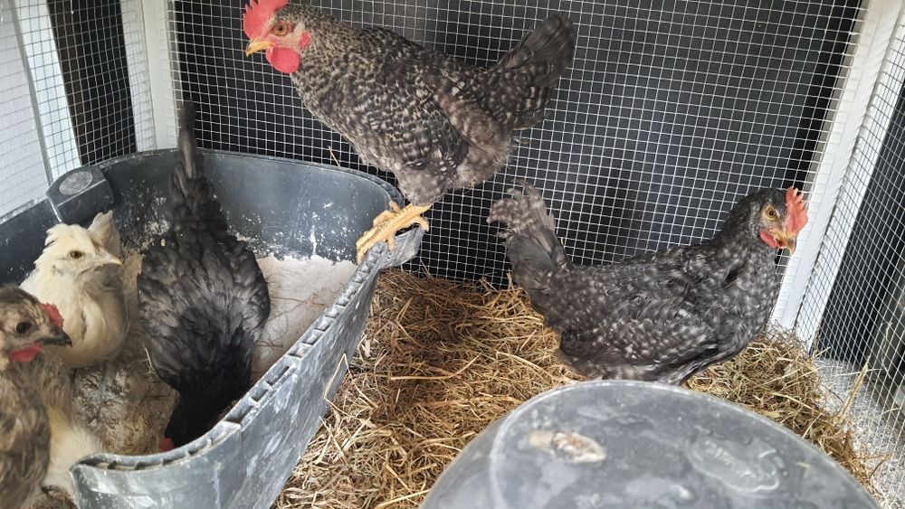 coq Décoration