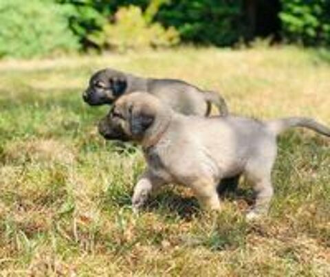   Chiots Kangals à réserver  