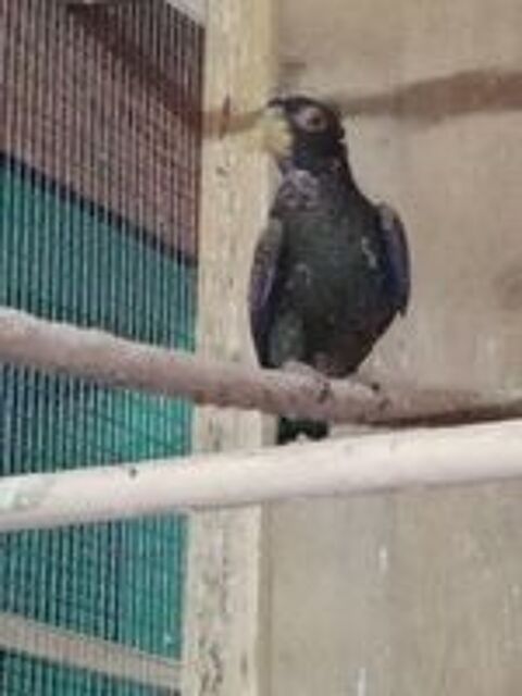   Pionus Chalcopterus - Pione noire mâle bagué 2024 