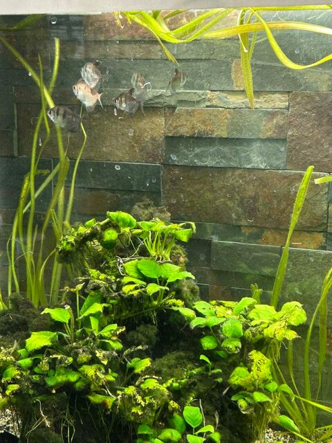 Veuve noire et blanche 15 45130 Baule