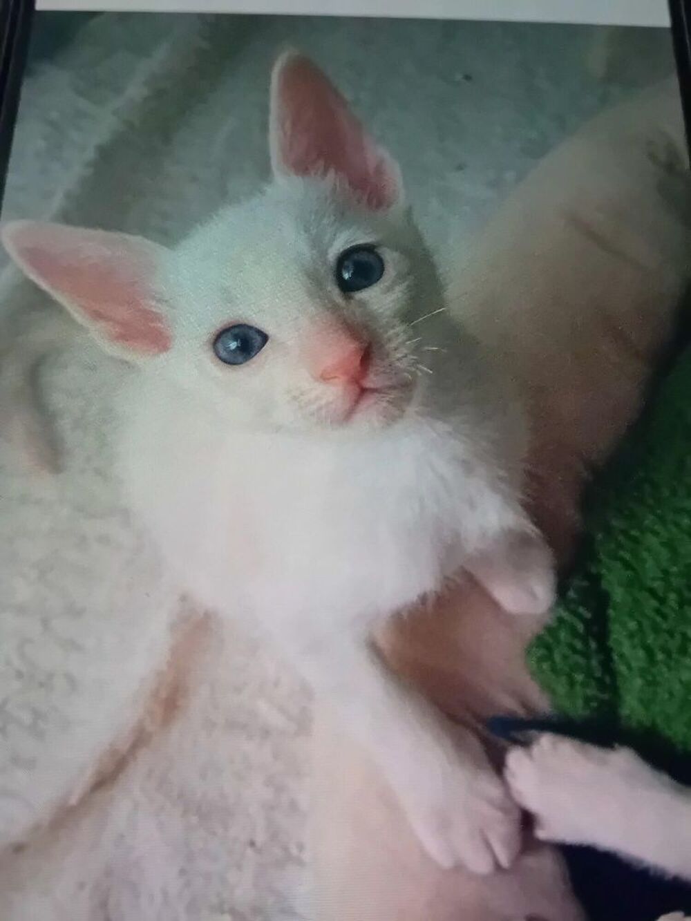   Chatons croisé cornish rex -maine coon recherche famille 