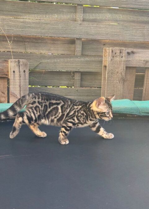 EXCEPTIONNEL CHATON BENGAL LOOF  990 66240 Saint-est�ve