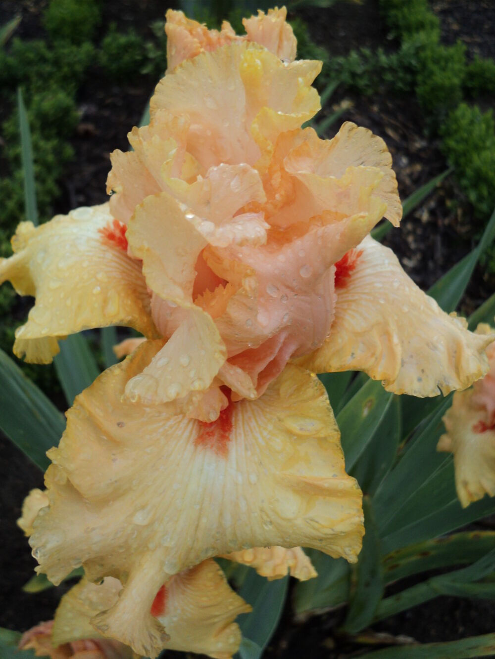 Rhizome D'Iris&nbsp;: Barriere de Corail Jardin