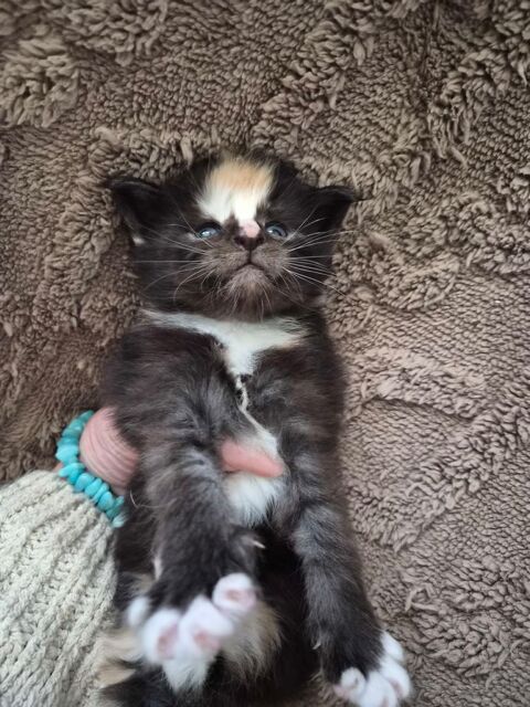 A RESERVER POUR D&eacute;but JUIN Chaton Maine Coon Black Solide
1000 77300 Fontainebleau