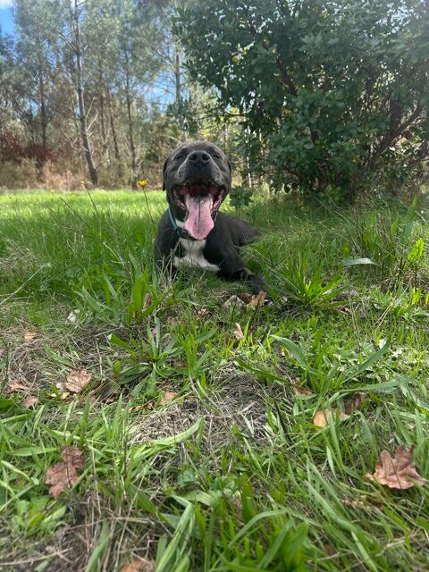 Tyson, mâle retriever du Labrador de 3 ans, 0 33160 Saint-mdard-en-jalles